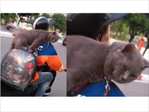 Shipper chở mèo trên phố, biểu cảm của con vật ngồi trên ba lô khiến người đi đường bật cười