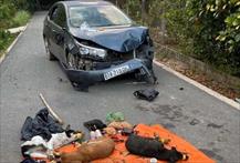 Bắt giữ một nghi can trong nhóm trộm chó lái ô tô Corola Altis tông vào xe Công an