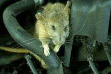 Chuột chui vào ôtô - không để ý có thể mất tiền triệu